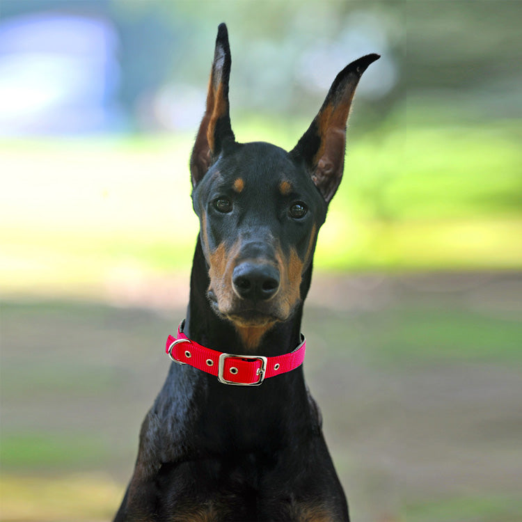 Hundehalsband verstellbar