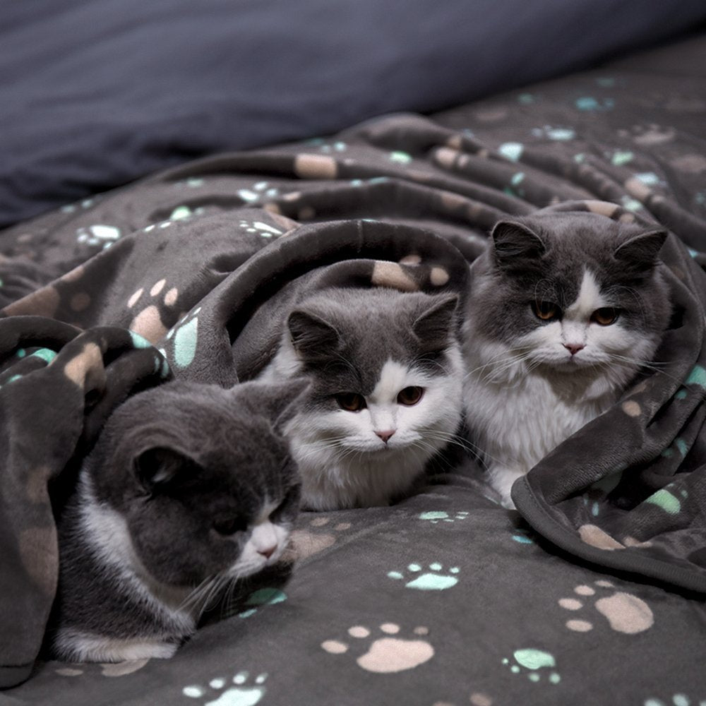 Kuschelige Katzendecke