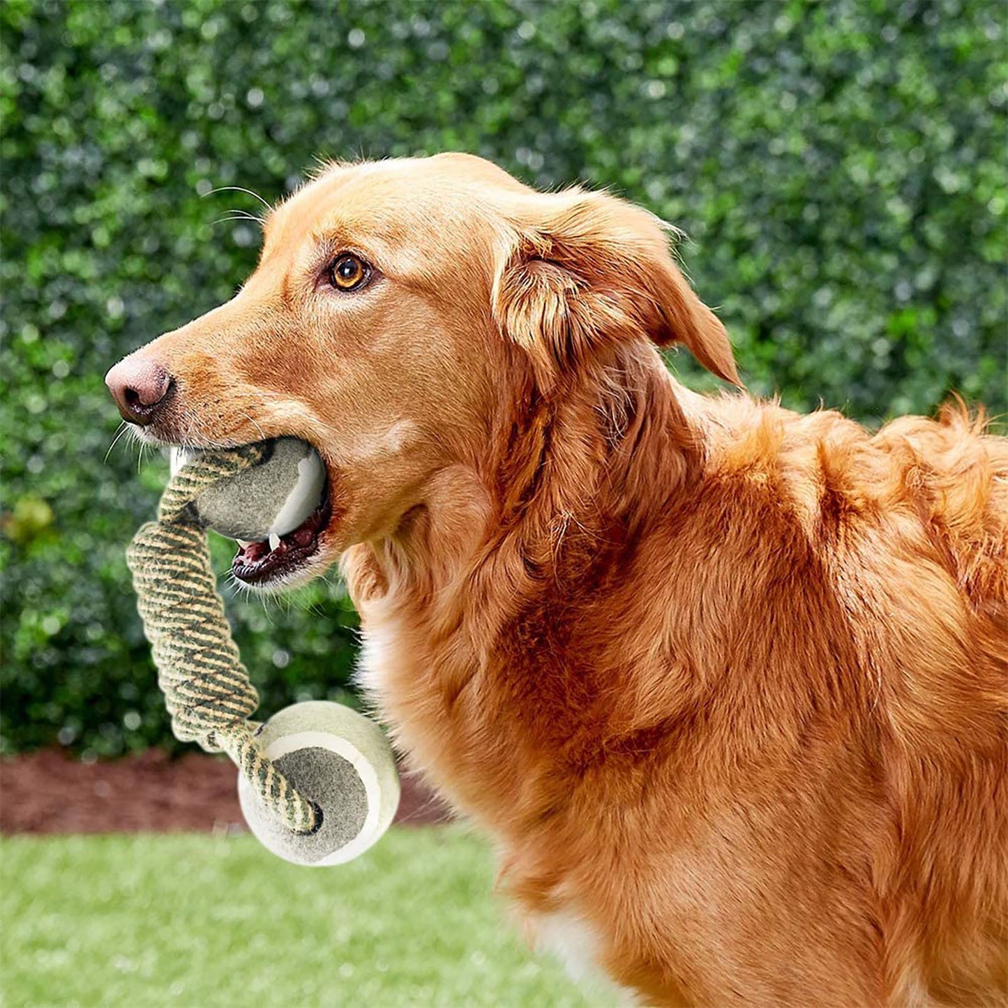 Kauspielzeug für Hunde